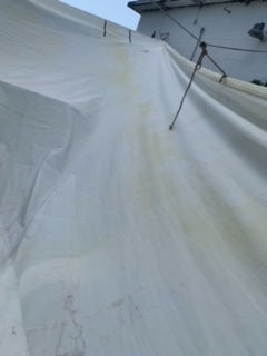 RF Genoa - Doyle - $750.00 - (Sku=0026, LU=42.4', LE=41.7', FT=20.0', LP=19.3')