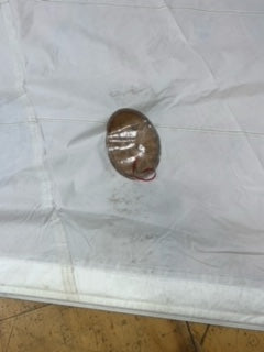 RF Genoa - Hood - $100.00 - (Sku=0036, LU=47.3', LE=45.8', FT=28.0', LP=26.6')